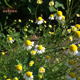 Organic  German Chamomile Hydrosol